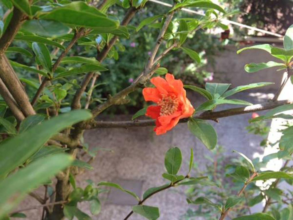 Fiori Al Vaticano68 Roma Ngoại thất bức ảnh